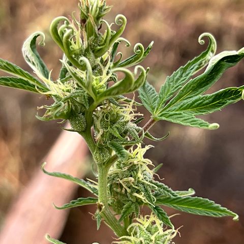 Ayahuasca  #1 growlog timeline photo