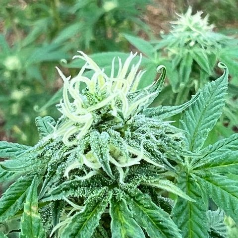 Ayahuasca  #1 growlog timeline photo