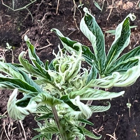 Ayahuasca  #1 growlog timeline photo
