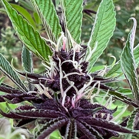 Ayahuasca  #1 growlog timeline photo