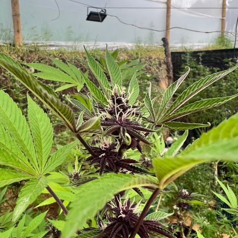 Ayahuasca  #1 growlog timeline photo