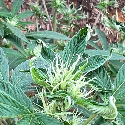 Ayahuasca  #1 growlog timeline photo