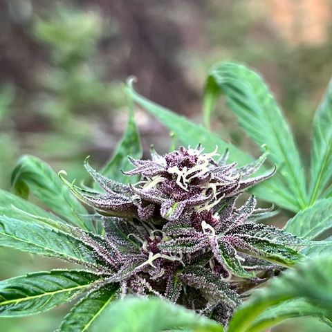 Ayahuasca  #1 growlog timeline photo