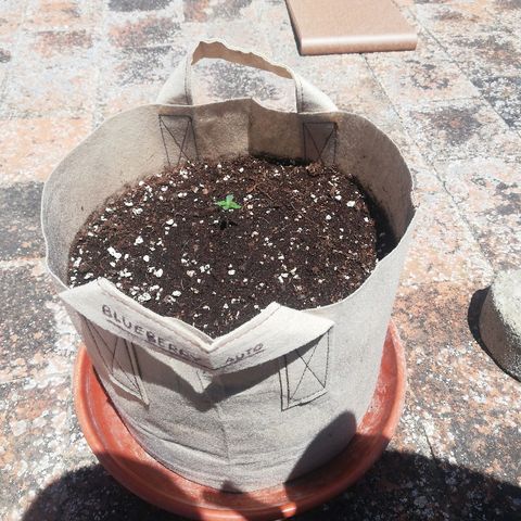 Blueberry growlog timeline photo
