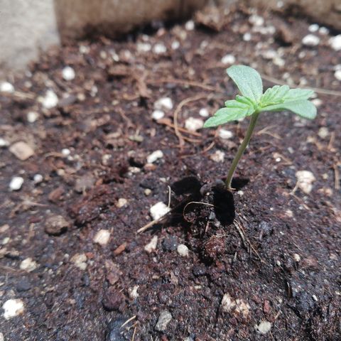 Blueberry growlog timeline photo