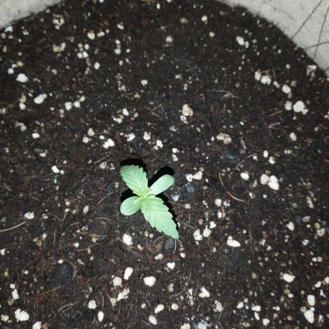 Blueberry growlog timeline photo