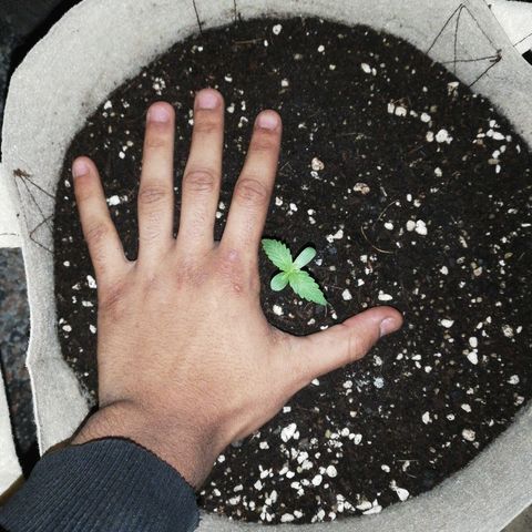 Blueberry growlog timeline photo