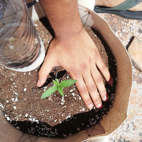 Blueberry growlog timeline photo