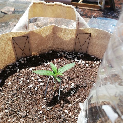 Blueberry growlog timeline photo