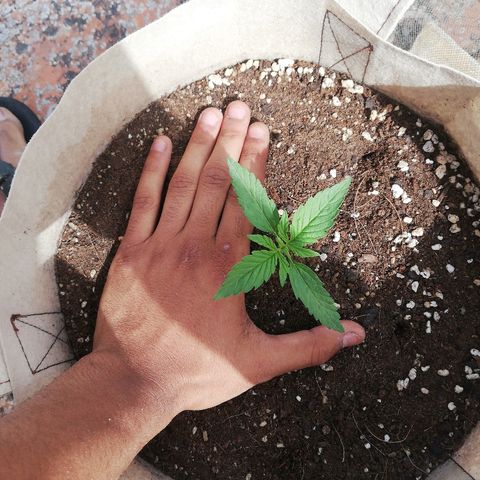 Blueberry growlog timeline photo