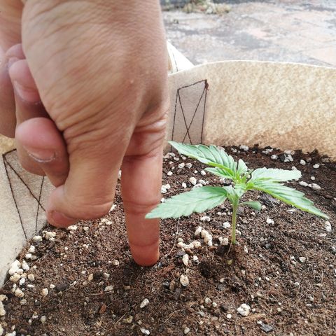 Blueberry growlog timeline photo