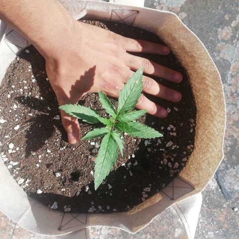 Blueberry growlog timeline photo