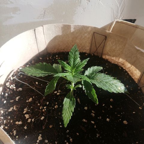 Blueberry growlog timeline photo