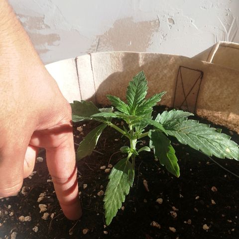 Blueberry growlog timeline photo