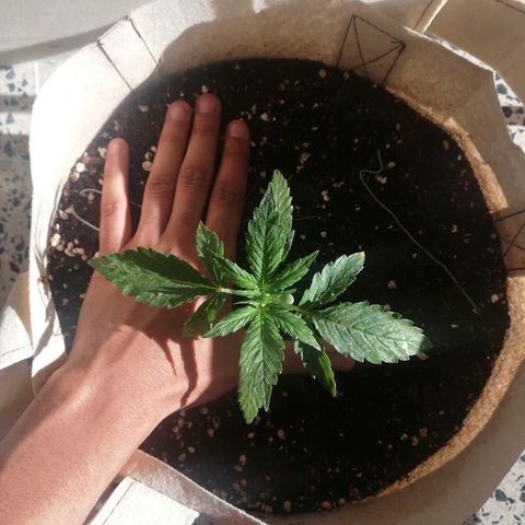 Blueberry growlog timeline photo