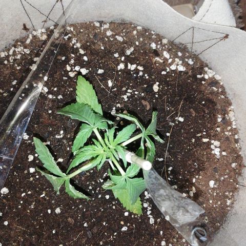 Blueberry growlog photo: Después de aparecer las manchas los riegos siguientes los he hecho sin fertilizantes y he estado aplicando foliarmente 1/1000ml de top barrier, todavia(22/06)no se si lo que la está afectando es una plaga, carencias o excesos. Si que la a venido bien sin embargo meterla dentro de casa un par de días, 14h de sol directo son demasiadas, se empezaron a curvar las hojas hacia dentro. EN RESUMEN POR LA NOCHE LA PLANTA DECAE MÁS DE LO QUE DEBERÍA EN MI OPINIÓN Y DE DÍA ADOOTA UNA MORFOLOGÍA MÁS PROPIA DE UNA PLANTA SALUDABLE. 