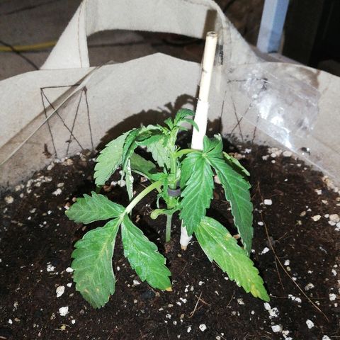 Blueberry growlog photo: Después de aparecer las manchas los riegos siguientes los he hecho sin fertilizantes y he estado aplicando foliarmente 1/1000ml de top barrier, todavia(22/06)no se si lo que la está afectando es una plaga, carencias o excesos. Si que la a venido bien sin embargo meterla dentro de casa un par de días, 14h de sol directo son demasiadas, se empezaron a curvar las hojas hacia dentro. EN RESUMEN POR LA NOCHE LA PLANTA DECAE MÁS DE LO QUE DEBERÍA EN MI OPINIÓN Y DE DÍA ADOOTA UNA MORFOLOGÍA MÁS PROPIA DE UNA PLANTA SALUDABLE. 