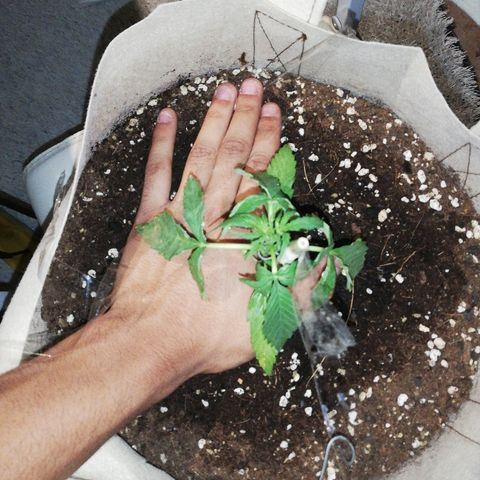 Blueberry growlog photo: Después de aparecer las manchas los riegos siguientes los he hecho sin fertilizantes y he estado aplicando foliarmente 1/1000ml de top barrier, todavia(22/06)no se si lo que la está afectando es una plaga, carencias o excesos. Si que la a venido bien sin embargo meterla dentro de casa un par de días, 14h de sol directo son demasiadas, se empezaron a curvar las hojas hacia dentro. EN RESUMEN POR LA NOCHE LA PLANTA DECAE MÁS DE LO QUE DEBERÍA EN MI OPINIÓN Y DE DÍA ADOOTA UNA MORFOLOGÍA MÁS PROPIA DE UNA PLANTA SALUDABLE. 