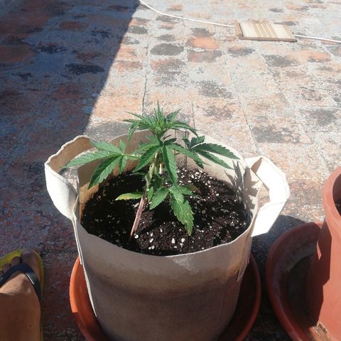 Blueberry growlog timeline photo