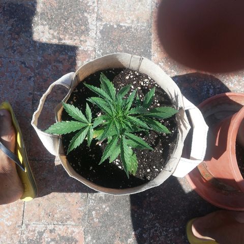 Blueberry growlog timeline photo