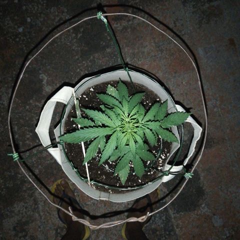 Blueberry growlog timeline photo
