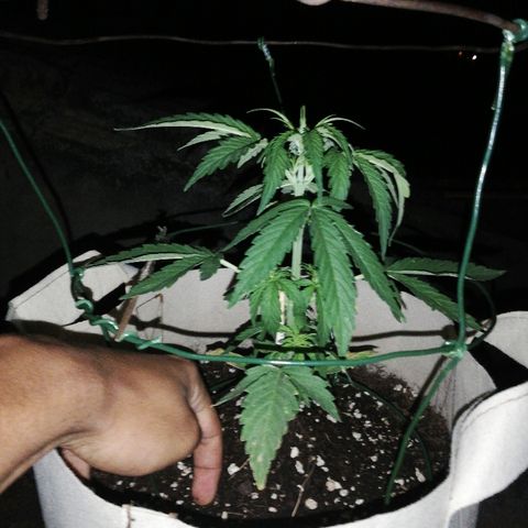 Blueberry growlog timeline photo