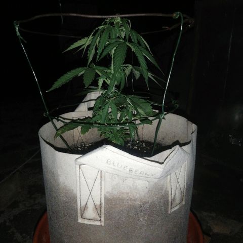 Blueberry growlog timeline photo