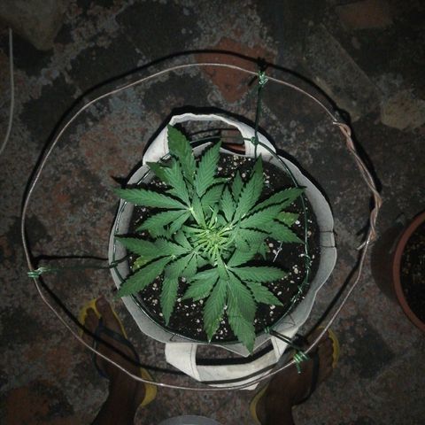 Blueberry growlog timeline photo