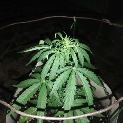 Blueberry growlog timeline photo