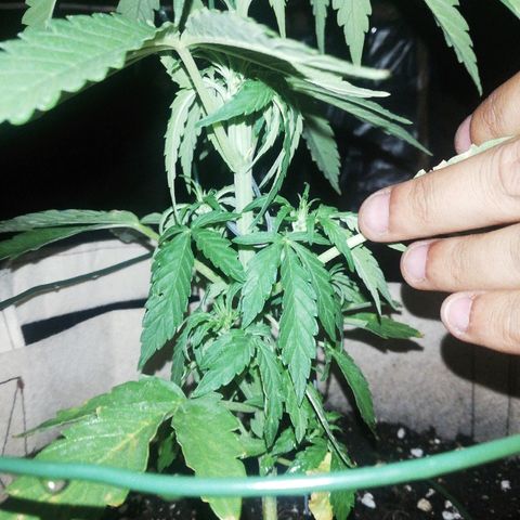 Blueberry growlog timeline photo