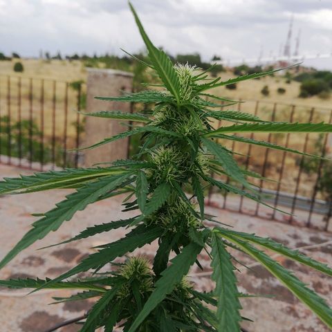 Blueberry growlog timeline photo