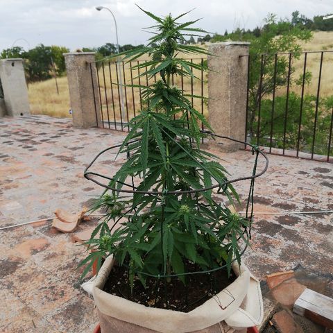 Blueberry growlog timeline photo