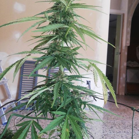 Blueberry growlog timeline photo
