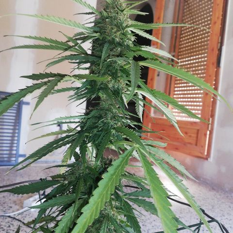 Blueberry growlog timeline photo