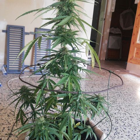 Blueberry growlog timeline photo