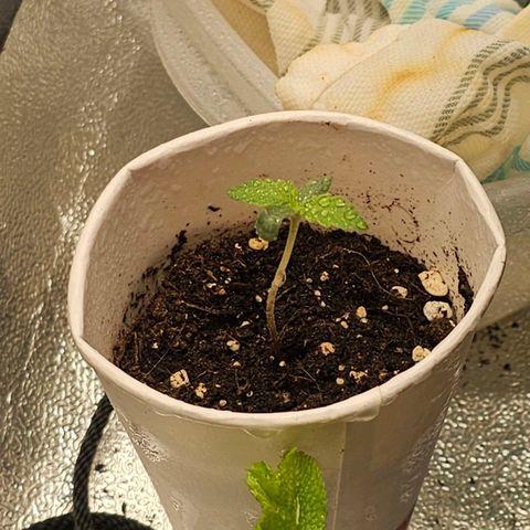 Easy Bud auto TSW2000 growlog photo: ça commence tranquillement a son rythme 