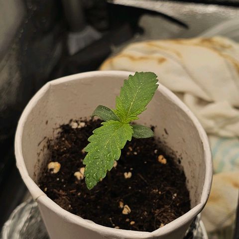 Easy Bud auto TSW2000 growlog photo: 👍