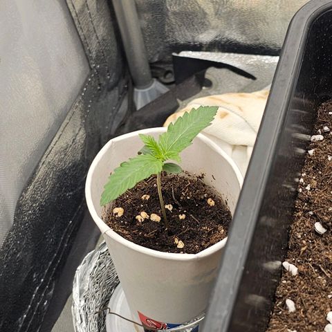 Easy Bud auto TSW2000 growlog timeline photo