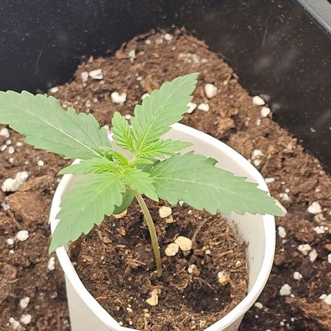 Easy Bud auto TSW2000 growlog photo: Growing 🌱