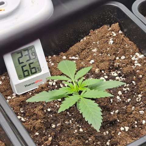 Easy Bud auto TSW2000 growlog timeline photo