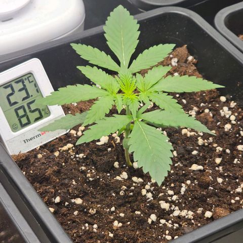 Easy Bud auto TSW2000 growlog timeline photo