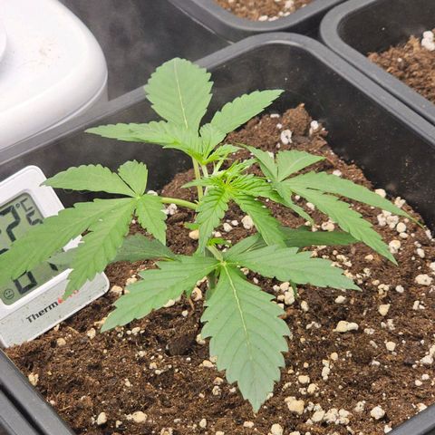 Easy Bud auto TSW2000 growlog timeline photo