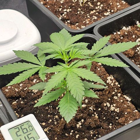 Easy Bud auto TSW2000 growlog timeline photo