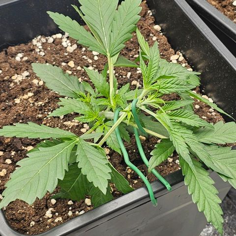 Easy Bud auto TSW2000 growlog photo: LST