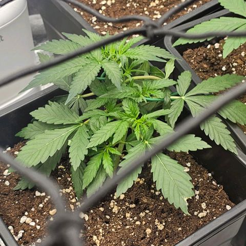 Easy Bud auto TSW2000 growlog timeline photo