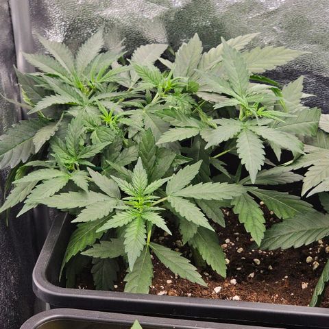 Easy Bud auto TSW2000 growlog timeline photo
