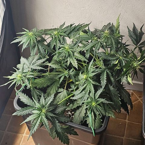 Easy Bud auto TSW2000 growlog timeline photo
