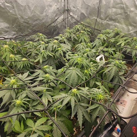 Easy Bud auto TSW2000 growlog timeline photo