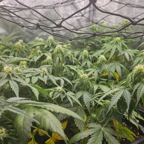 Easy Bud auto TSW2000 growlog timeline photo