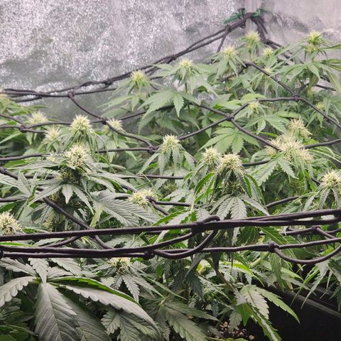 Easy Bud auto TSW2000 growlog timeline photo